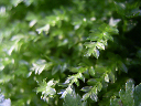 image0005