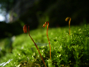 image0012