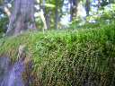 image0018