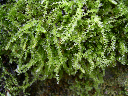 image0048