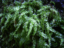 image0049