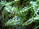 image0051