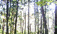 image0018