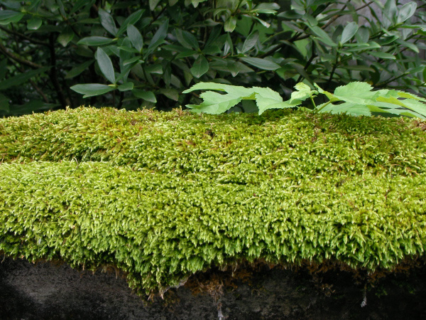image0042