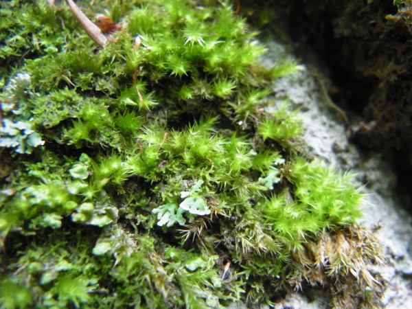 image0048
