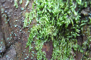 image0051
