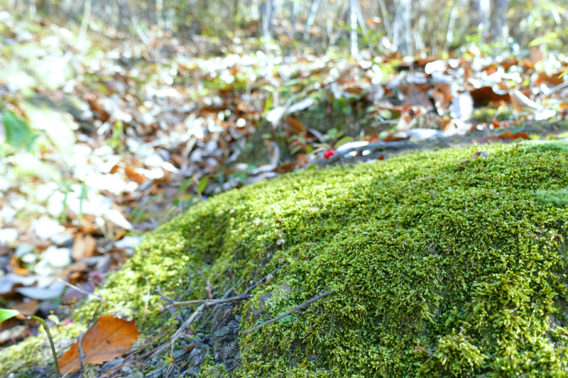 image0041