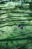 image0081