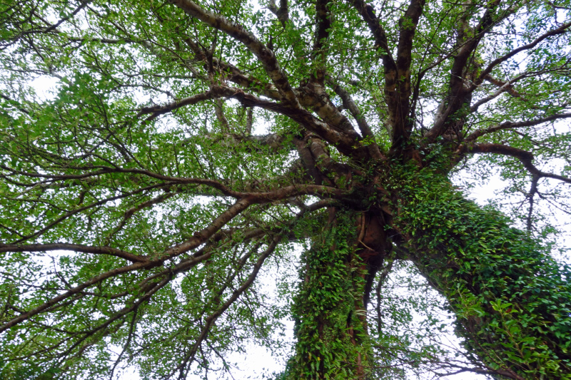 image0005