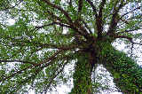 image0005