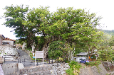 image0044
