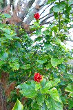 image0053