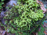 image0105