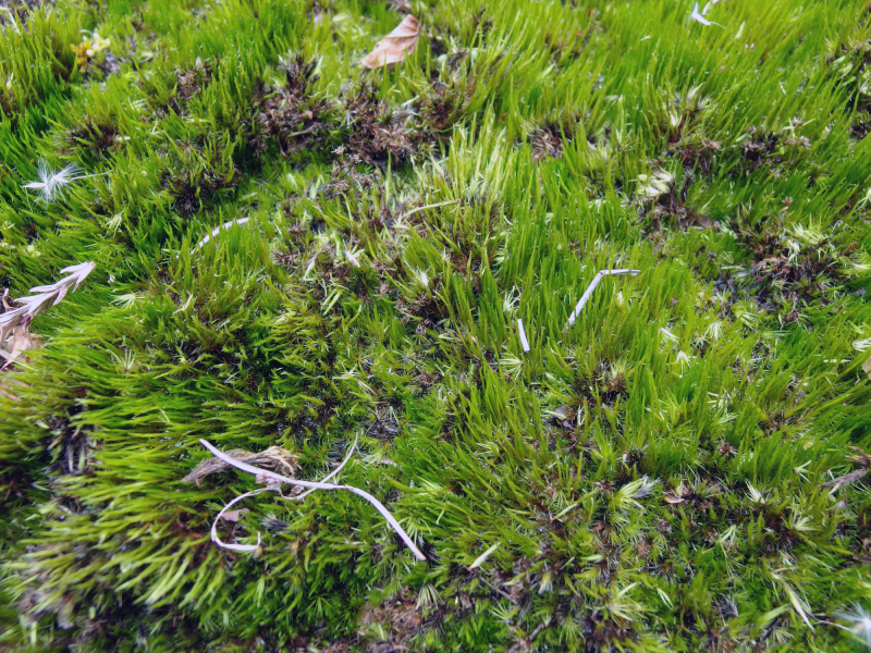 image0004