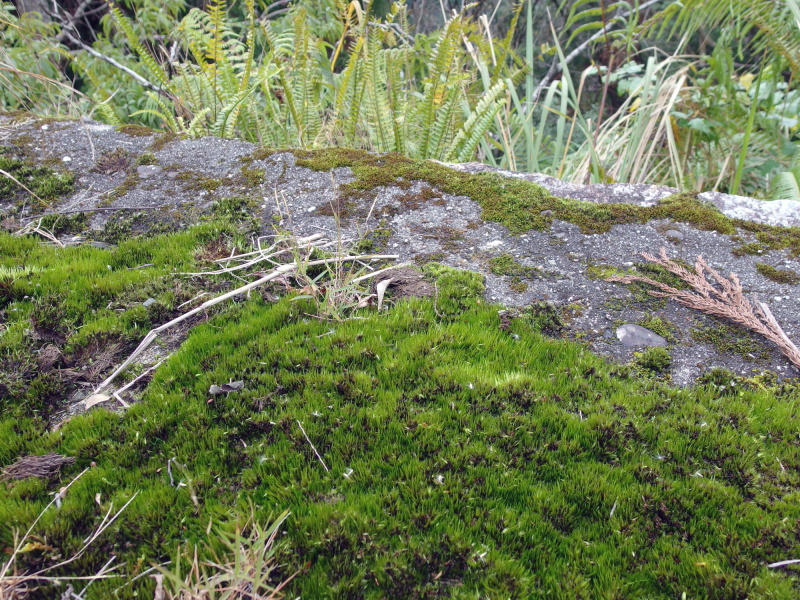 image0005