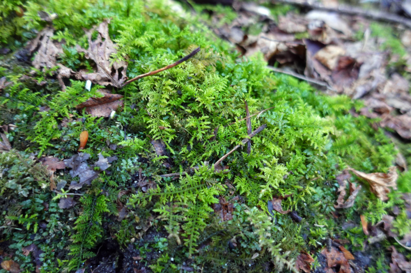 image0014
