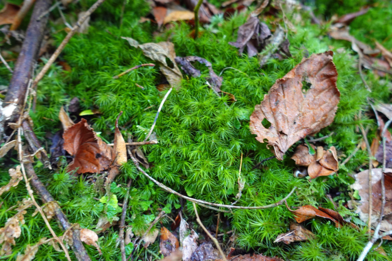 image0015