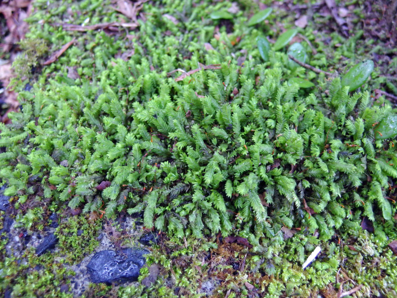 image0018