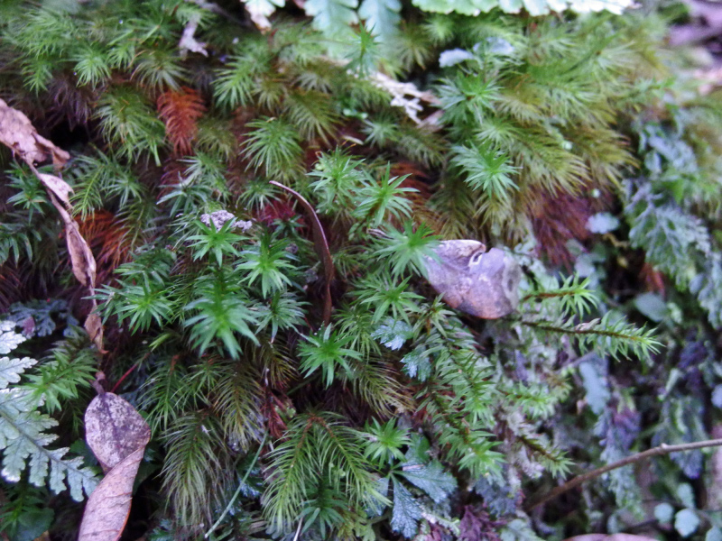 image0033