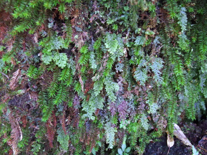 image0036