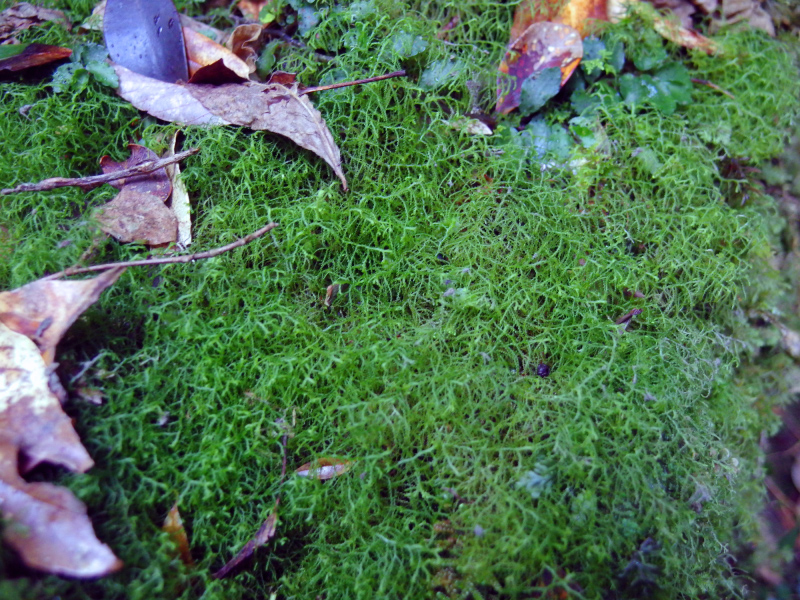 image0038