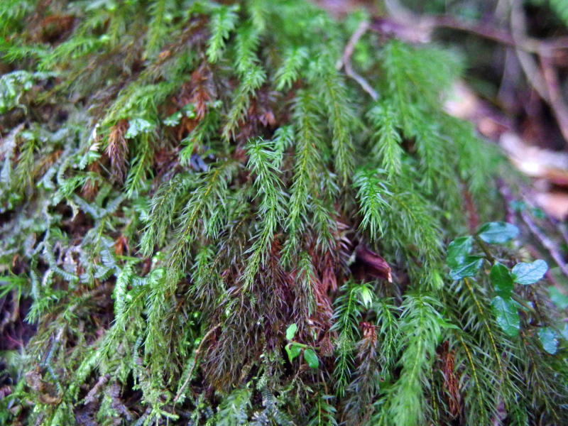 image0039