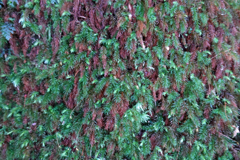 image0049