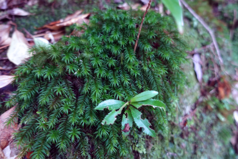 image0054