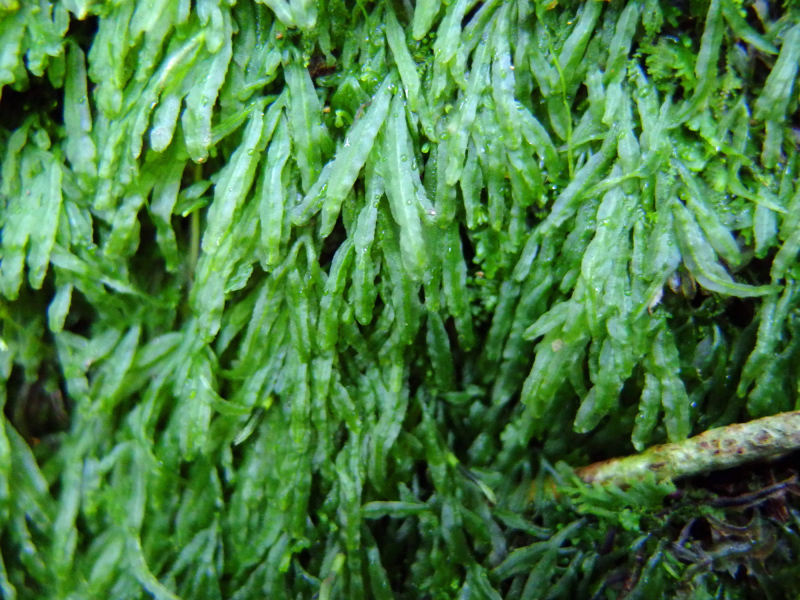 image0061