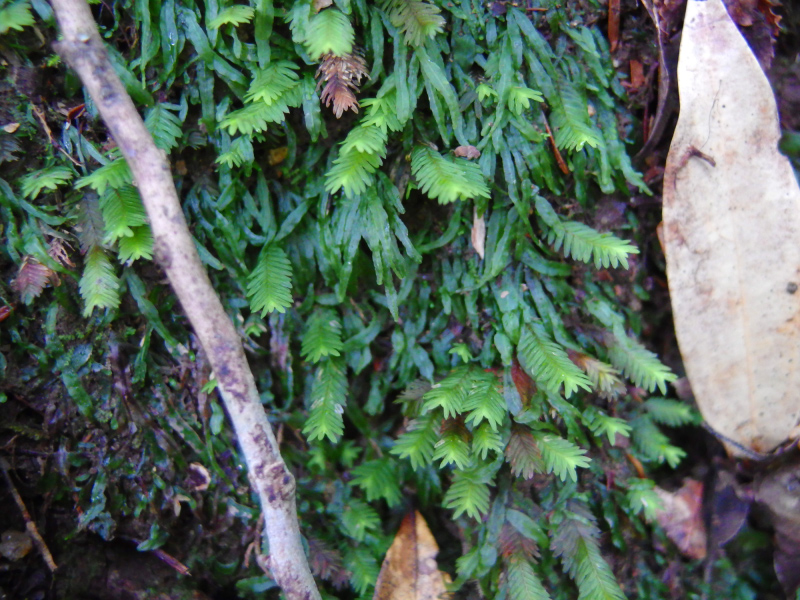 image0062