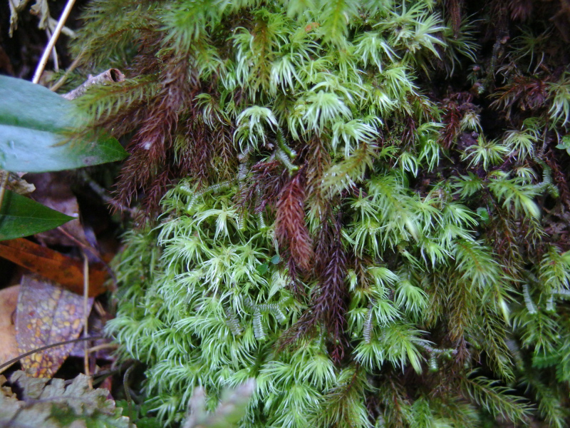 image0066