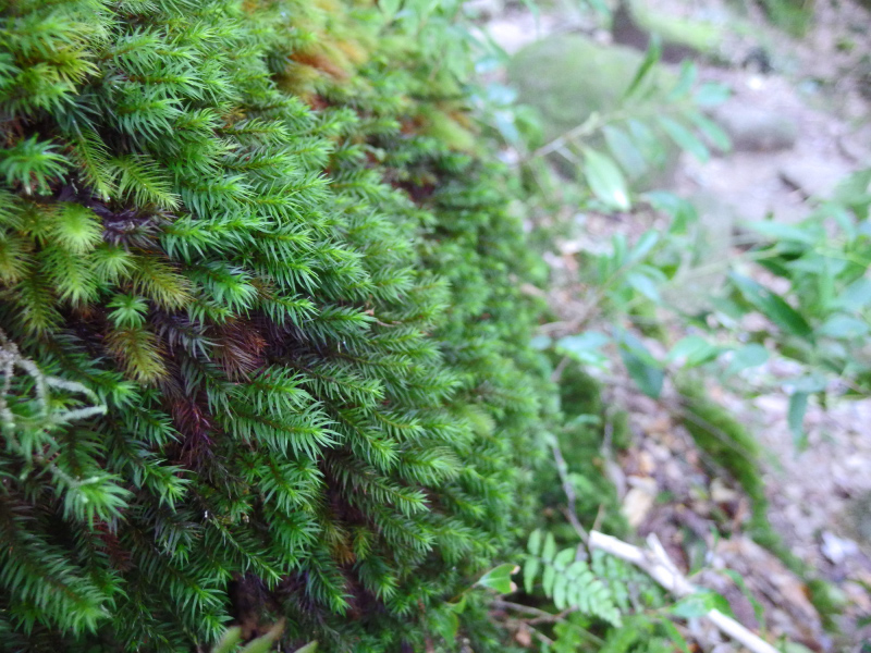 image0071