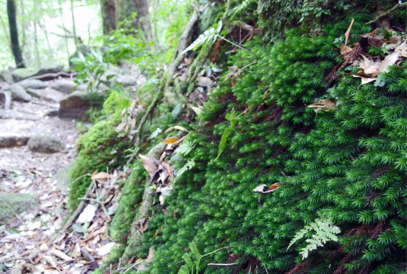 image0073