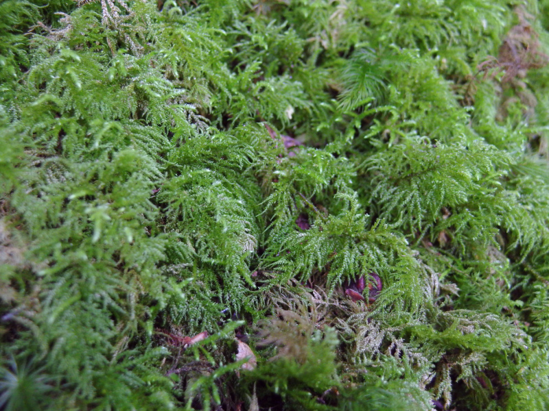 image0075