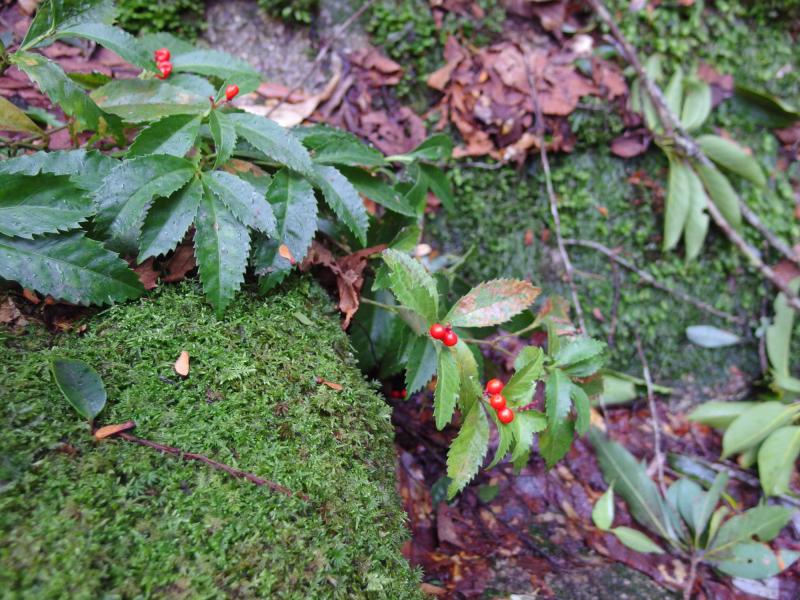 image0078