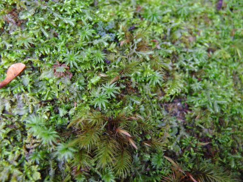 image0087