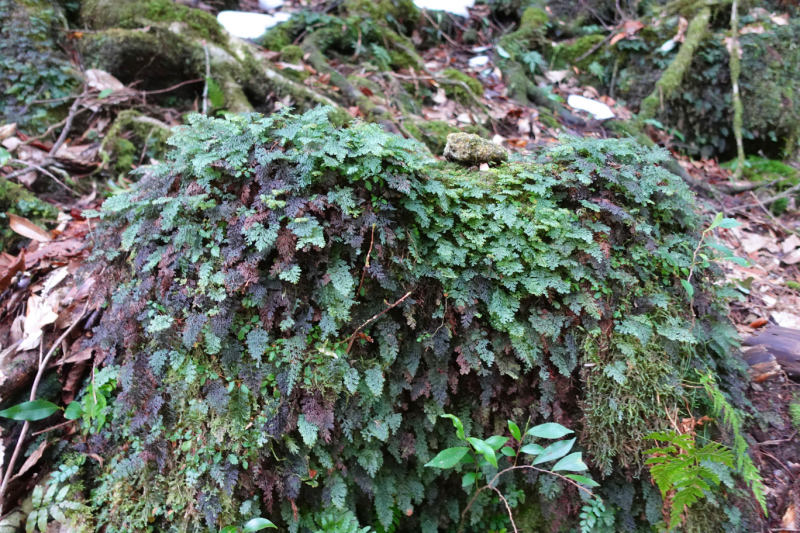 image0093