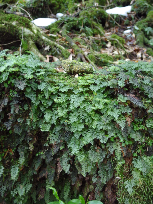 image0097