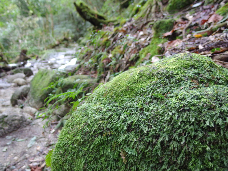 image0098