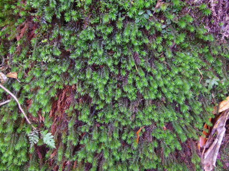 image0106