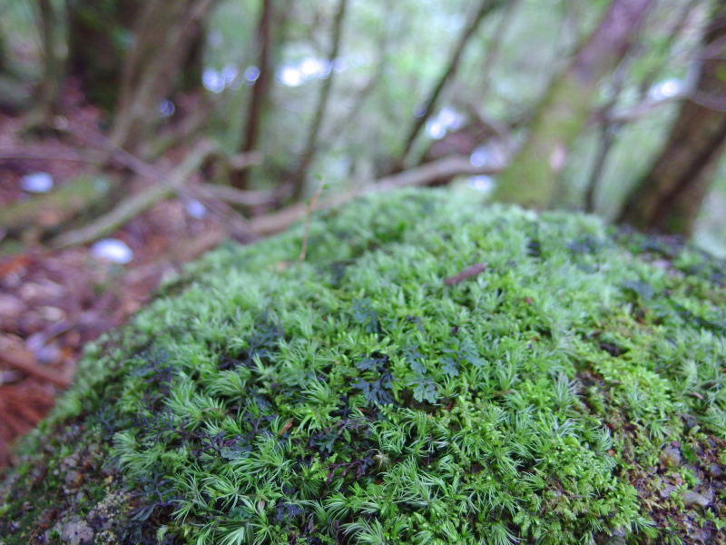 image0110