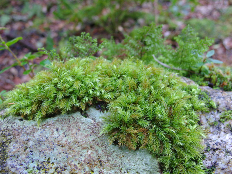 image0132