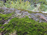 image0005