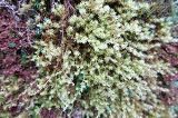 image0010