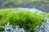 image0011