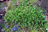 image0013