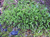 image0018