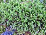 image0019