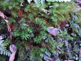 image0033
