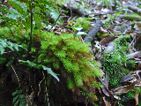 image0035